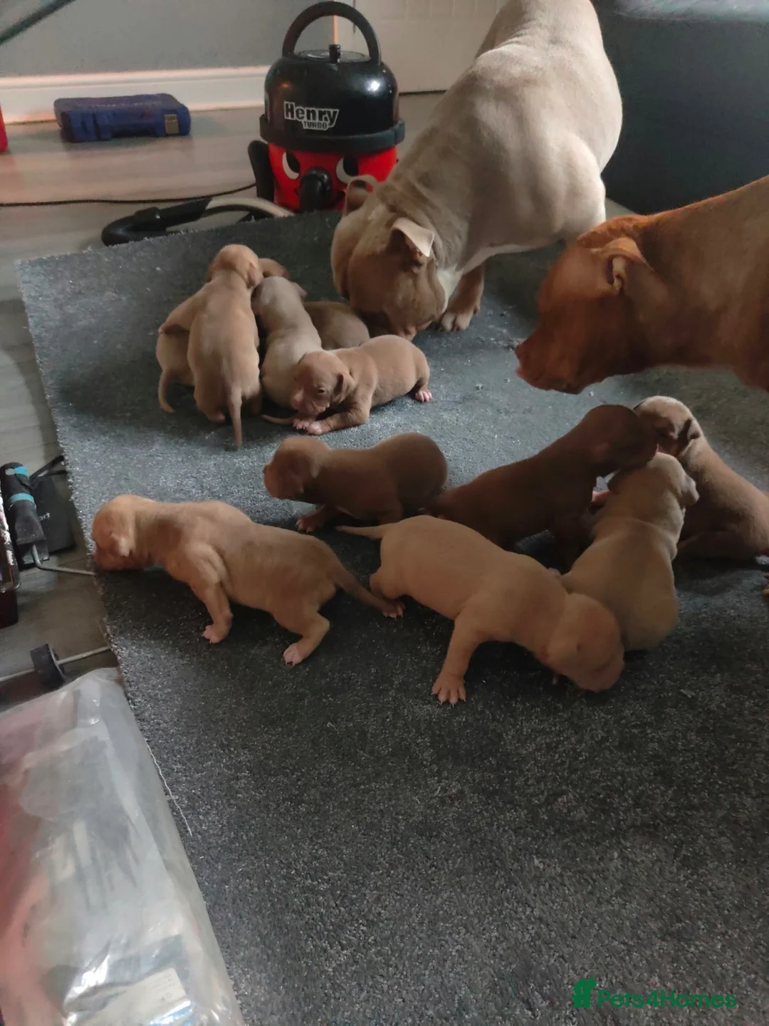 American Bully dogs for sale: Pocket bully puppies in Antrim - Advert 27