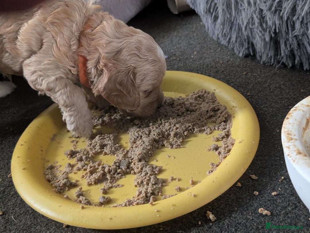 Cavapoo dogs for sale: Cavapoo puppies  - Image 11