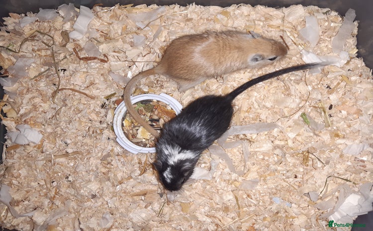 Gerbil rodents - Advert 1