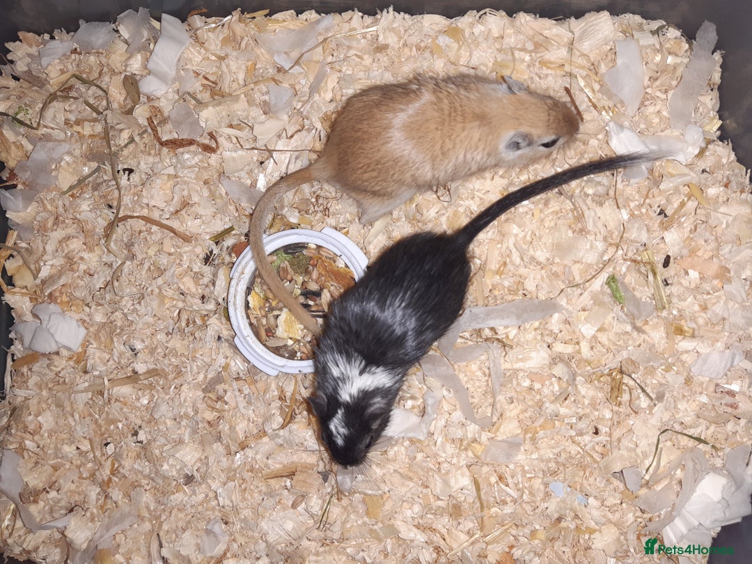 Gerbil rodents for sale: Super friendly gerbils from hobby breeder  - Image 1