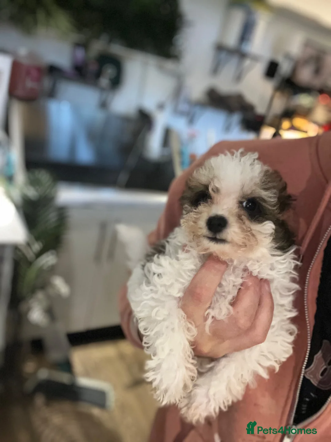 Cavapoo dogs for sale: WAITING LIST Toy Cavapoo Puppies  - Advert 2