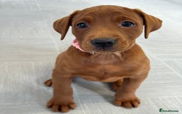 Labrador Retriever dogs for sale: Ready to leave - Exceptional Fox Red Labradors  - Image 6
