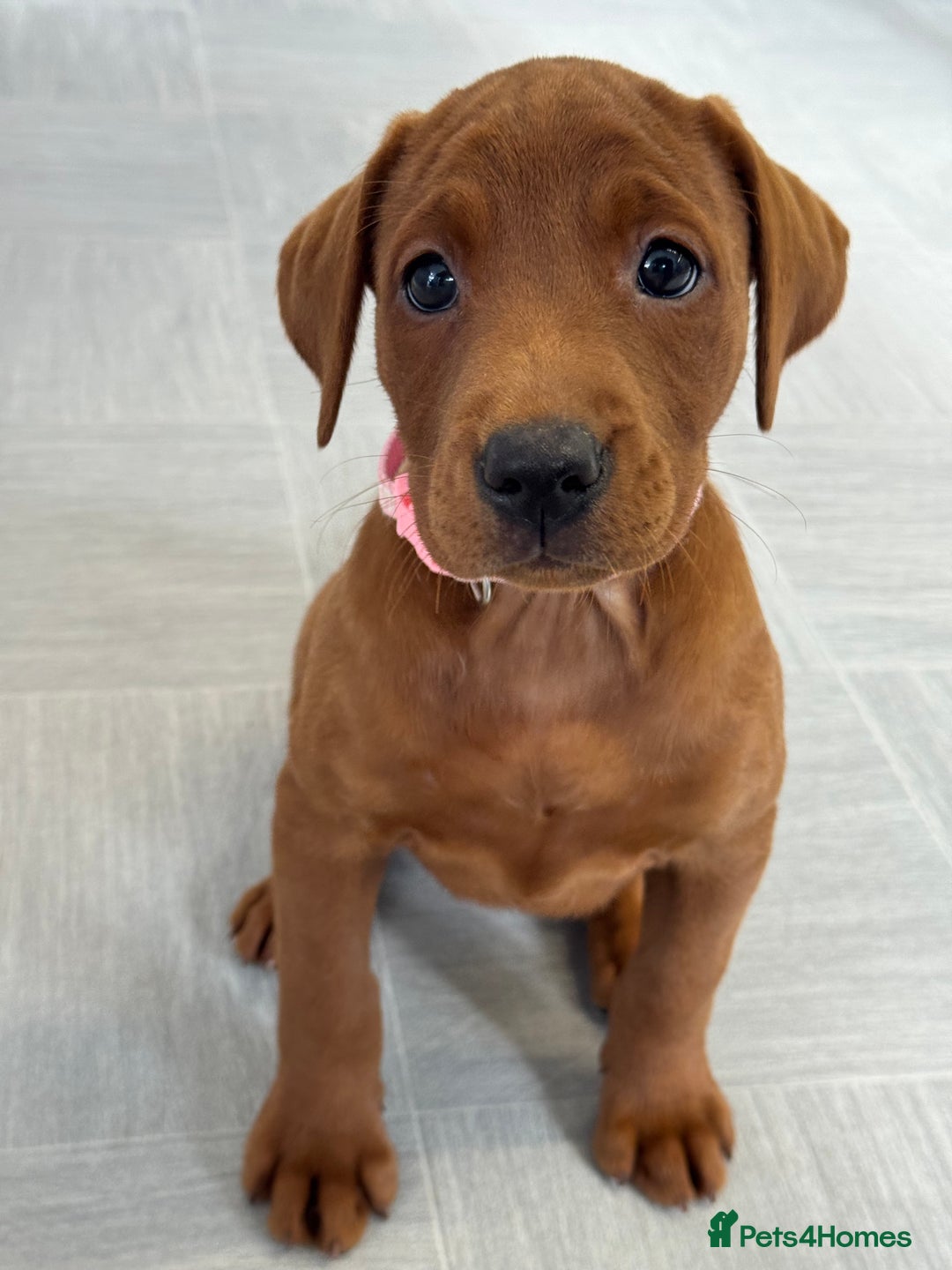 Labrador Retriever dogs for sale: Ready to leave - Exceptional Fox Red Labradors  - Image 6