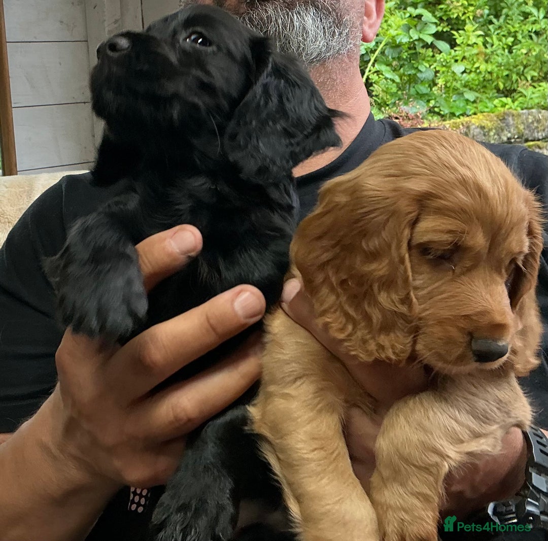 Cocker Spaniel dogs for sale: 5 Beautiful Working Cocker Spaniel Puppies  - Image 12