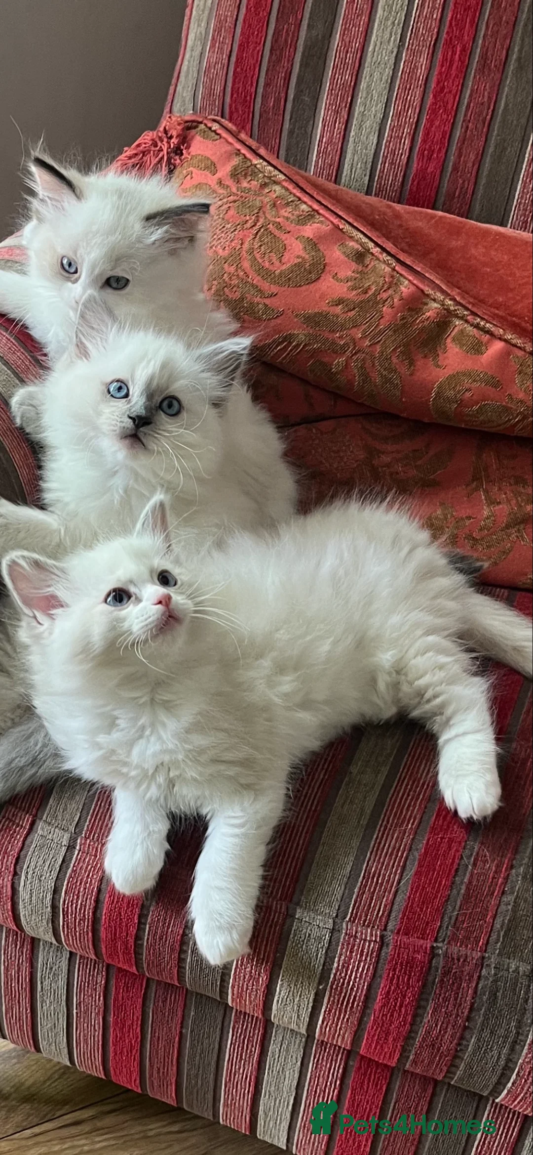 Ragdoll cats for stud: Seal Lynx Ragdoll Stud TICA in Colchester - Advert 6