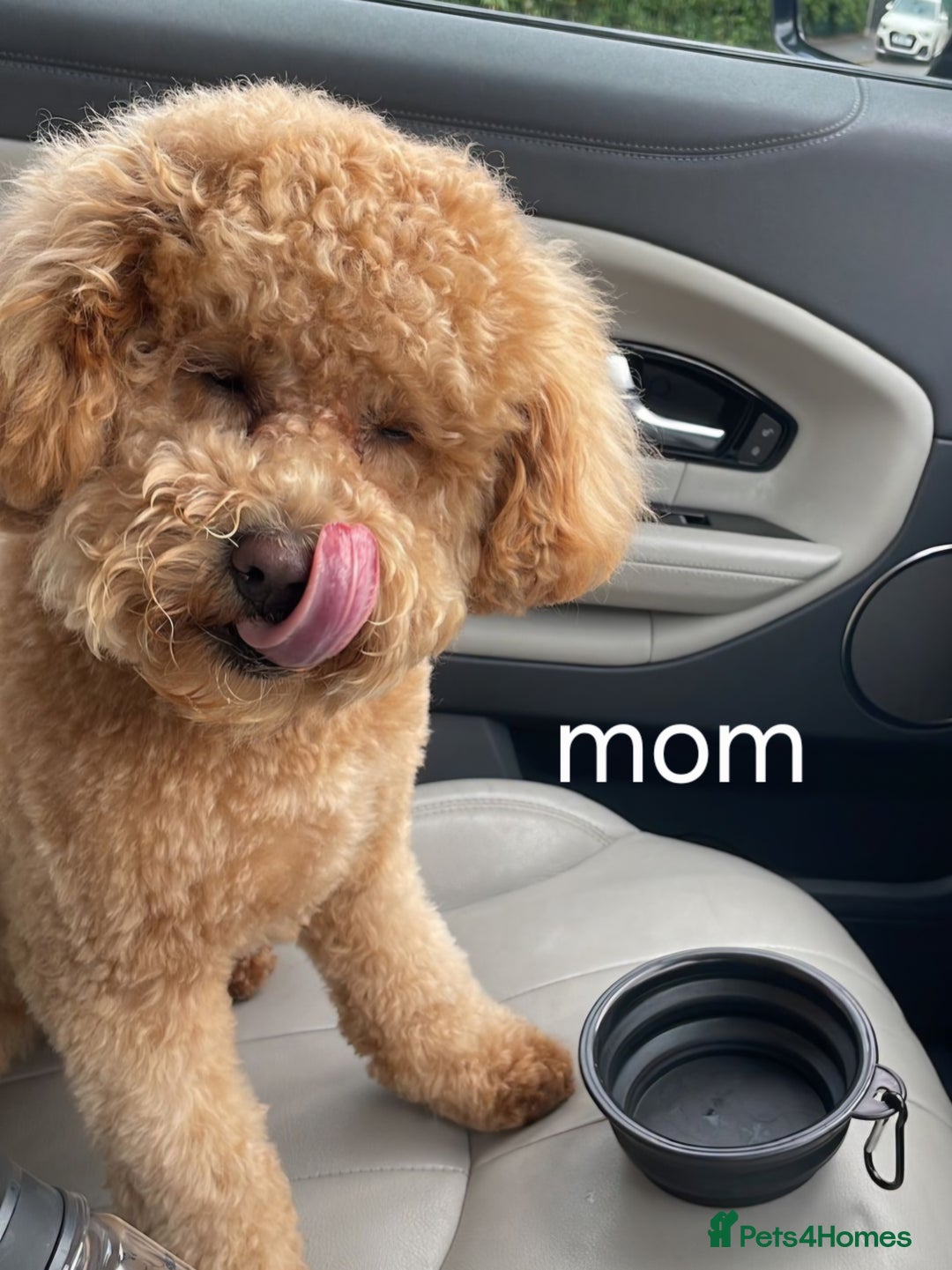 Cavapoo dogs for sale: Double curly coat cavapoo pups - Advert 14