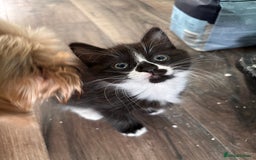 Maine Coon cats for sale: Maine coon x calico - Image 3