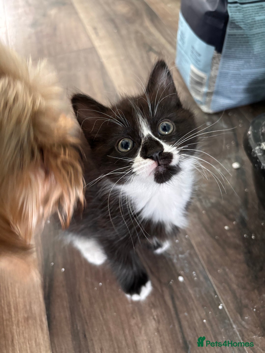 Maine Coon cats for sale: Maine coon x calico - Image 3