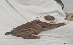English Bulldog dogs for sale: Champion English bulldogs - Image 19