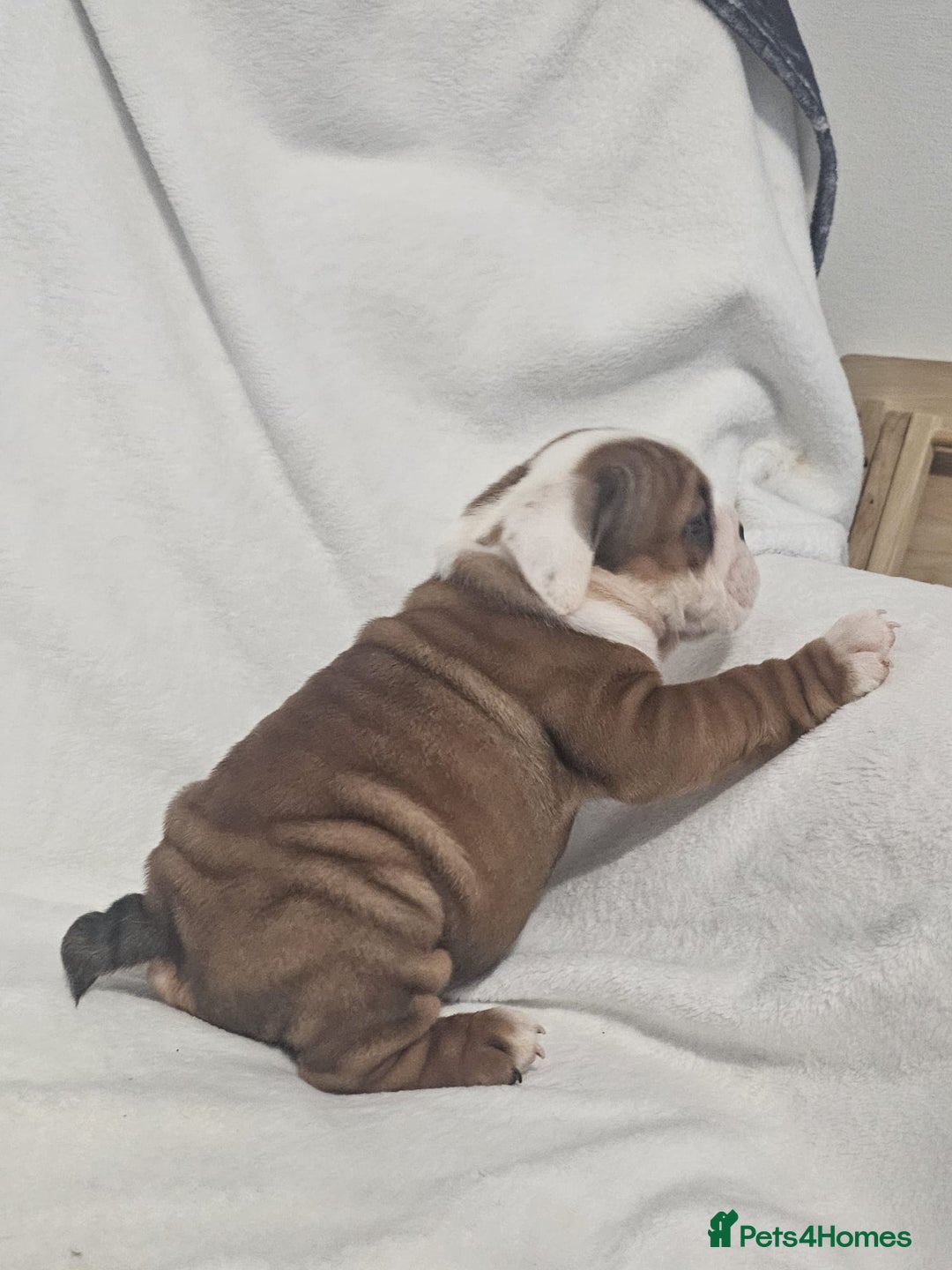 English Bulldog dogs for sale: Champion English bulldogs - Image 19