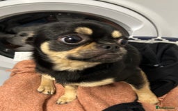 Chug dogs for sale: Chug male  - Image 2