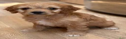 Cavapoo dogs for sale: F1b Cavapoo puppies! - Advert 4
