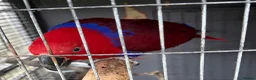 Parrots birds for sale: Beautiful female Eclectus parrot for sale - Advert 6