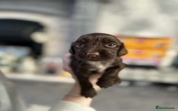 Cocker Spaniel dogs for sale: Stunning cocker spaniels for sale - Image 21