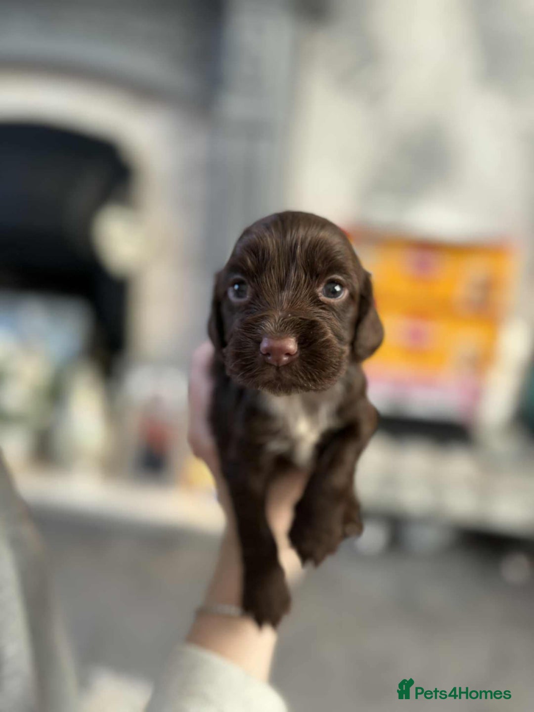 Cocker Spaniel dogs for sale: Stunning cocker spaniels for sale - Image 21