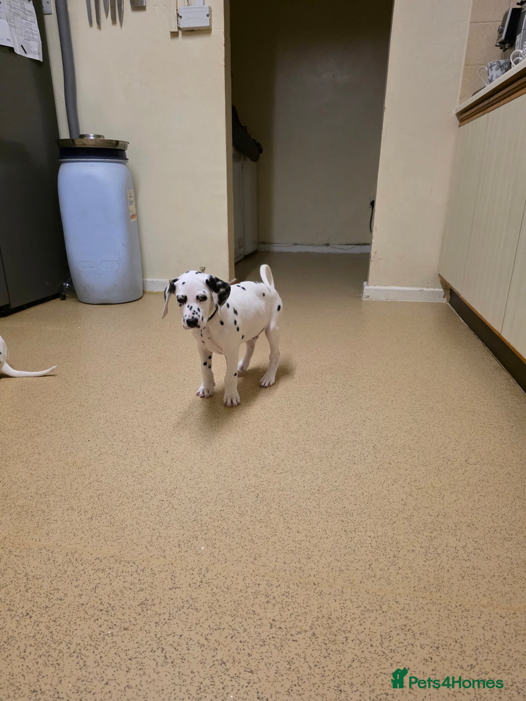 Dalmatian dogs for sale: 3 x male Dalmatian ready for 4eva homes. - Image 14