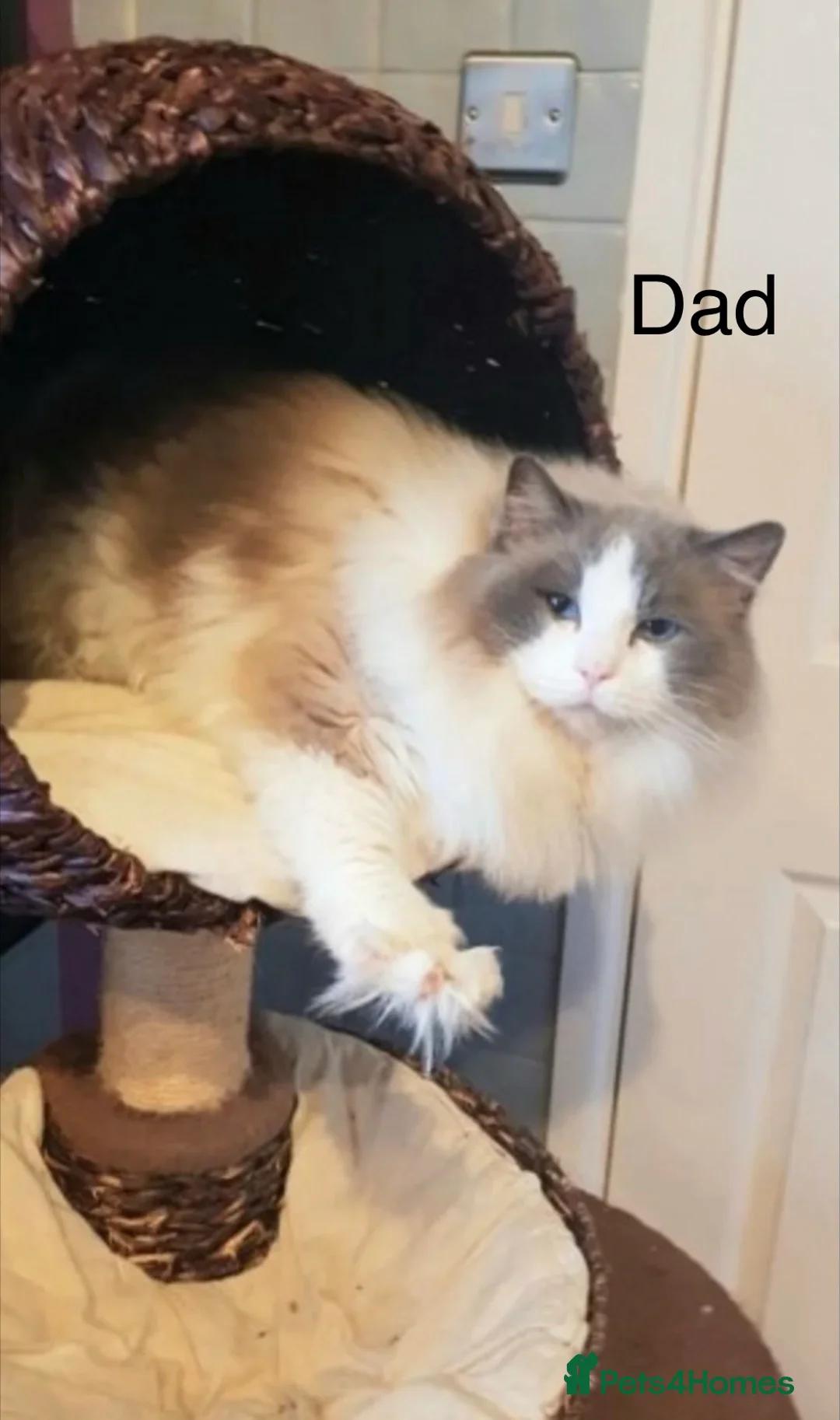 Ragdoll cats for sale: GCCF registered purebred Ragdoll kittens in Fareham - Advert 2