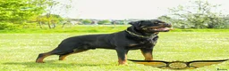 Rottweiler dogs for stud: SUPERB TOP QUALITY KCROTTWEILER FOR STUD **(ACE)** - Advert 9