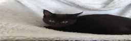 Maine Coon cats for sale: Maine Coon 1/2 russian Blue  in Carlisle - Advert 1