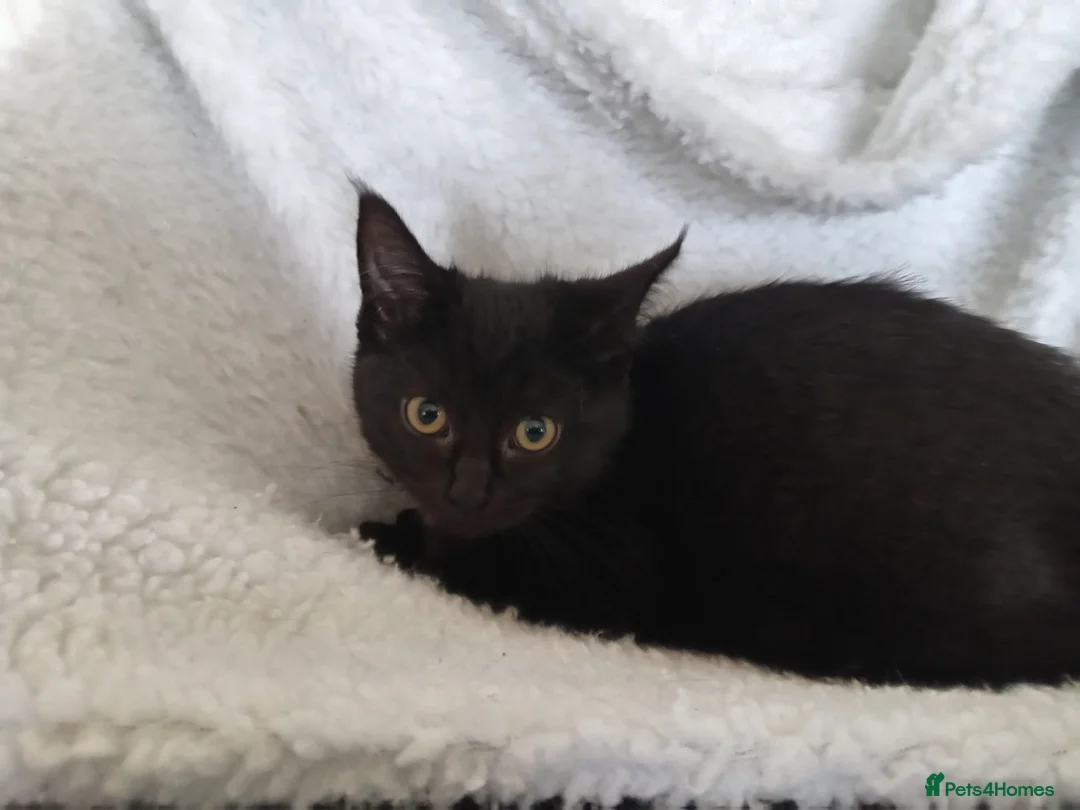 Maine Coon cats for sale: Maine Coon 1/2 russian Blue  in Carlisle - Advert 1
