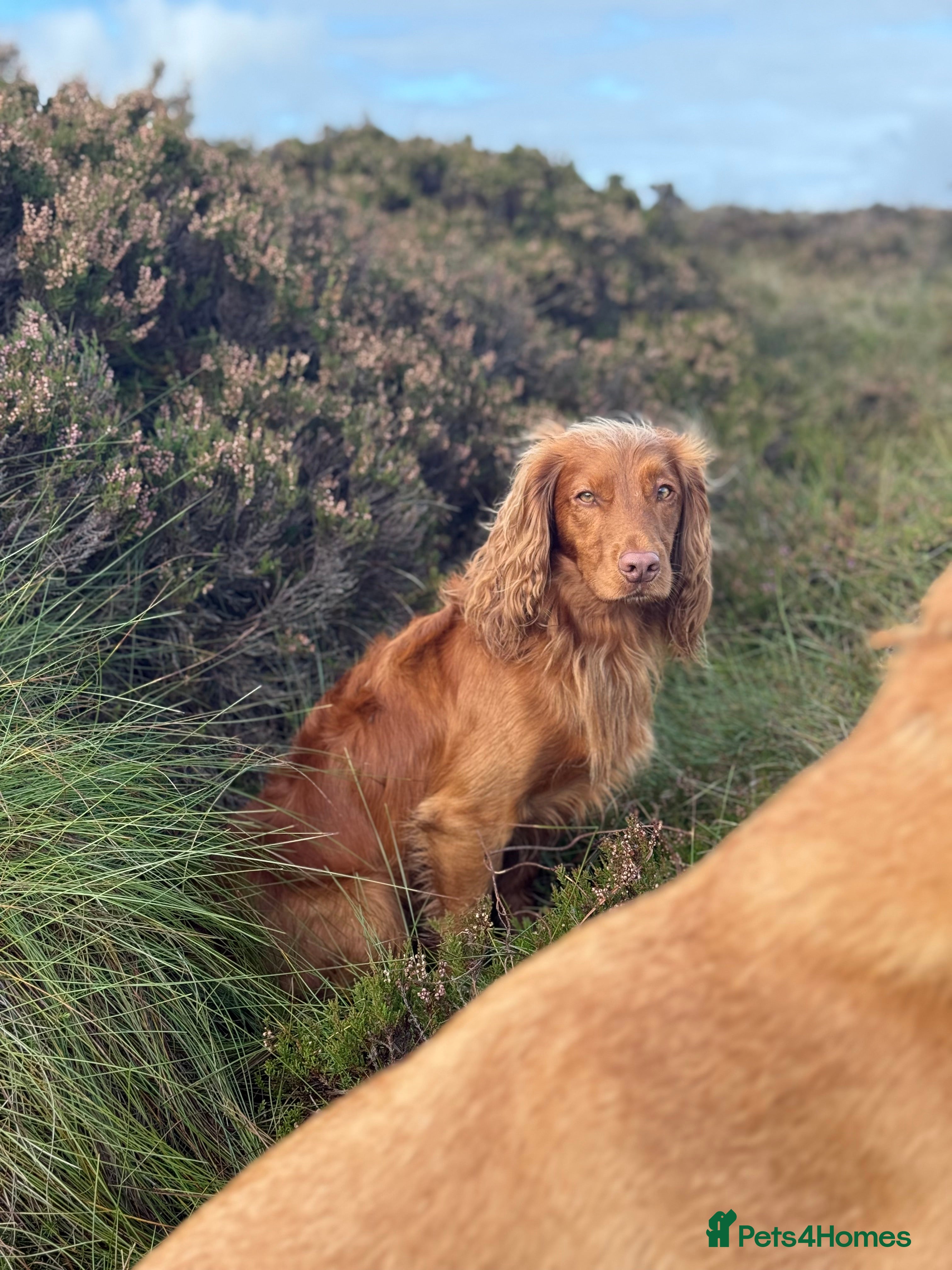 Cocker Spaniel dogs Red Fully Health Tested Cocker Spaniel Stud in Penicuik - Advert 5