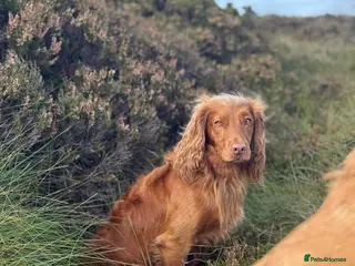 Cocker Spaniel dogs Red Fully Health Tested Cocker Spaniel Stud in Penicuik - Advert 5