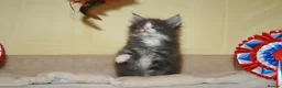 Maine Coon cats for sale: Gorgeous Maine Coon kittens from the Grand Cham - Advert 7