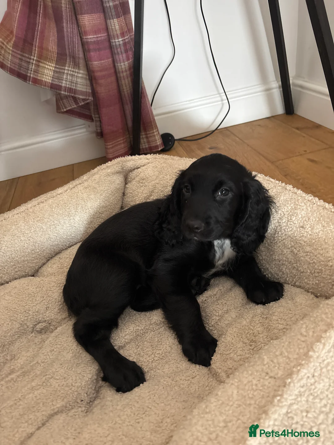 Sprocker dogs for sale: Sprocker Bitch Pup - Advert 1