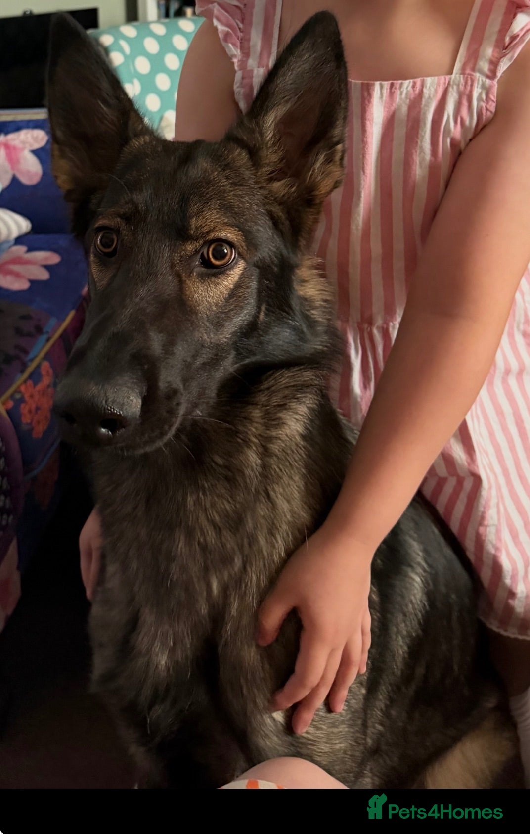 German Shepherd dogs Our 15 month old German Shepherd girl - Advert 6