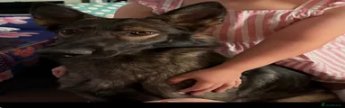 German Shepherd 1
