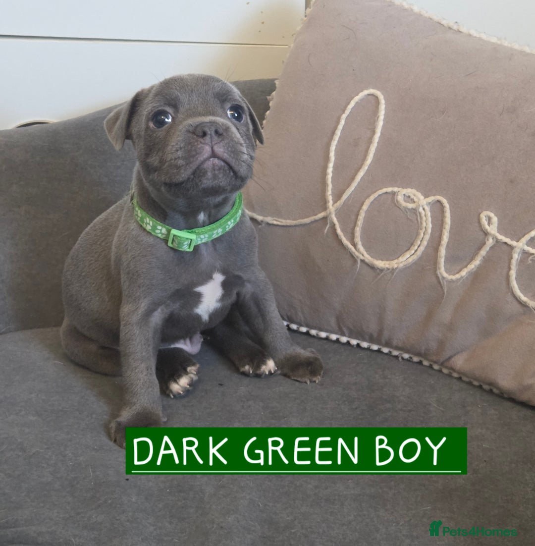 Staffordshire Bull Terrier dogs for sale: LAST 2 BLUE REGIMENT GIRLS  - Image 7