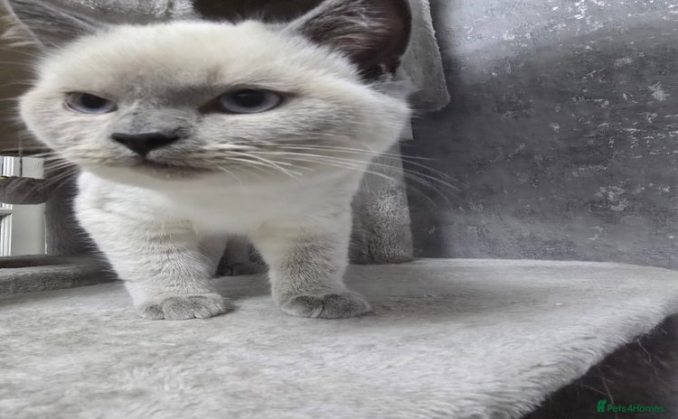 Ragdoll cats 3 ragdoll kittens  - Advert 6