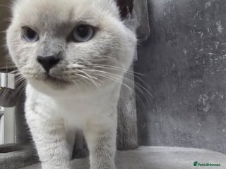 Ragdoll cats 3 ragdoll kittens - Advert 13