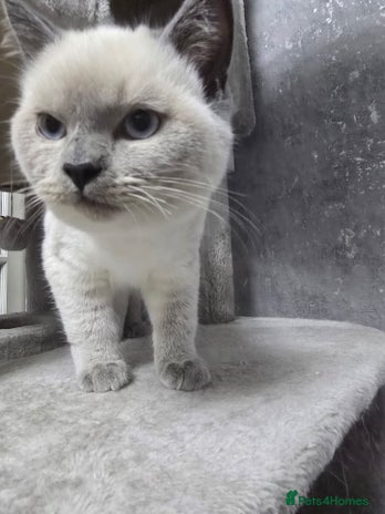 Ragdoll cats 3 ragdoll kittens - Advert 6