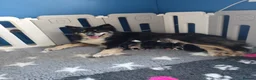 Siberian Husky dogs for sale: Yakutian Laika puppies  - Advert 10