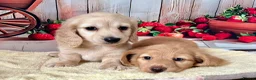 Miniature Dachshund dogs for sale: Miniature Long-Haired cream Dachshund Puppies  - Advert 1