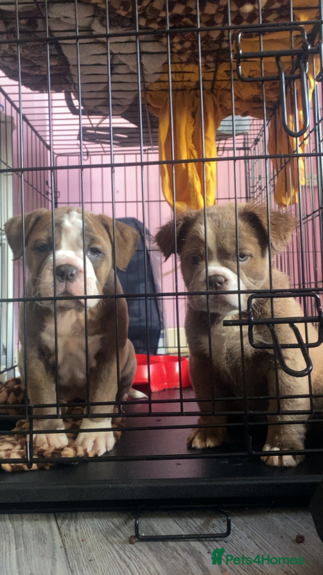 Olde English Bulldogge dogs for sale: Olde English bulldog pups - Advert 16