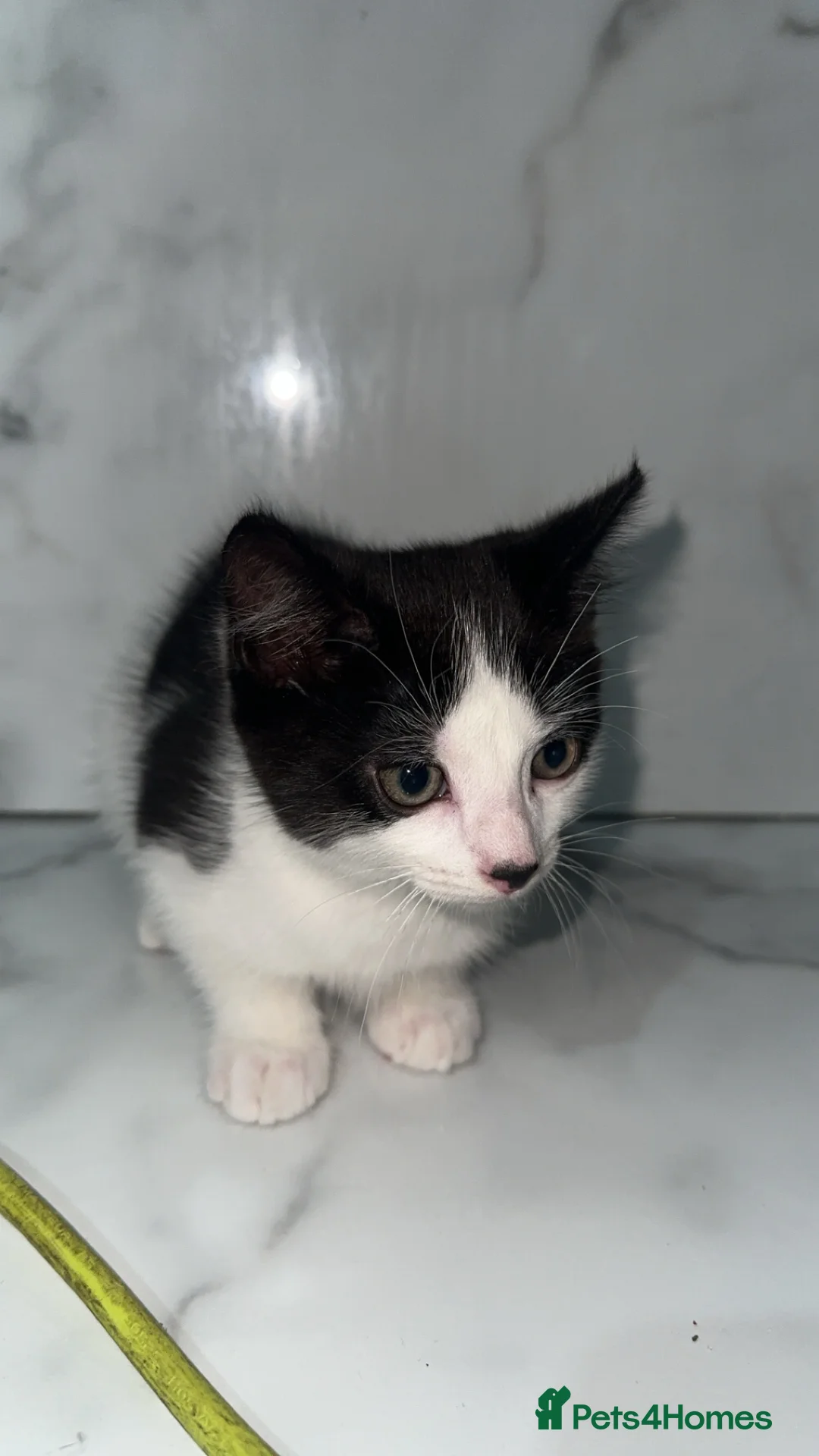 British Shorthair cats for sale: 2 lovely black and white shorthairs - Advert 18