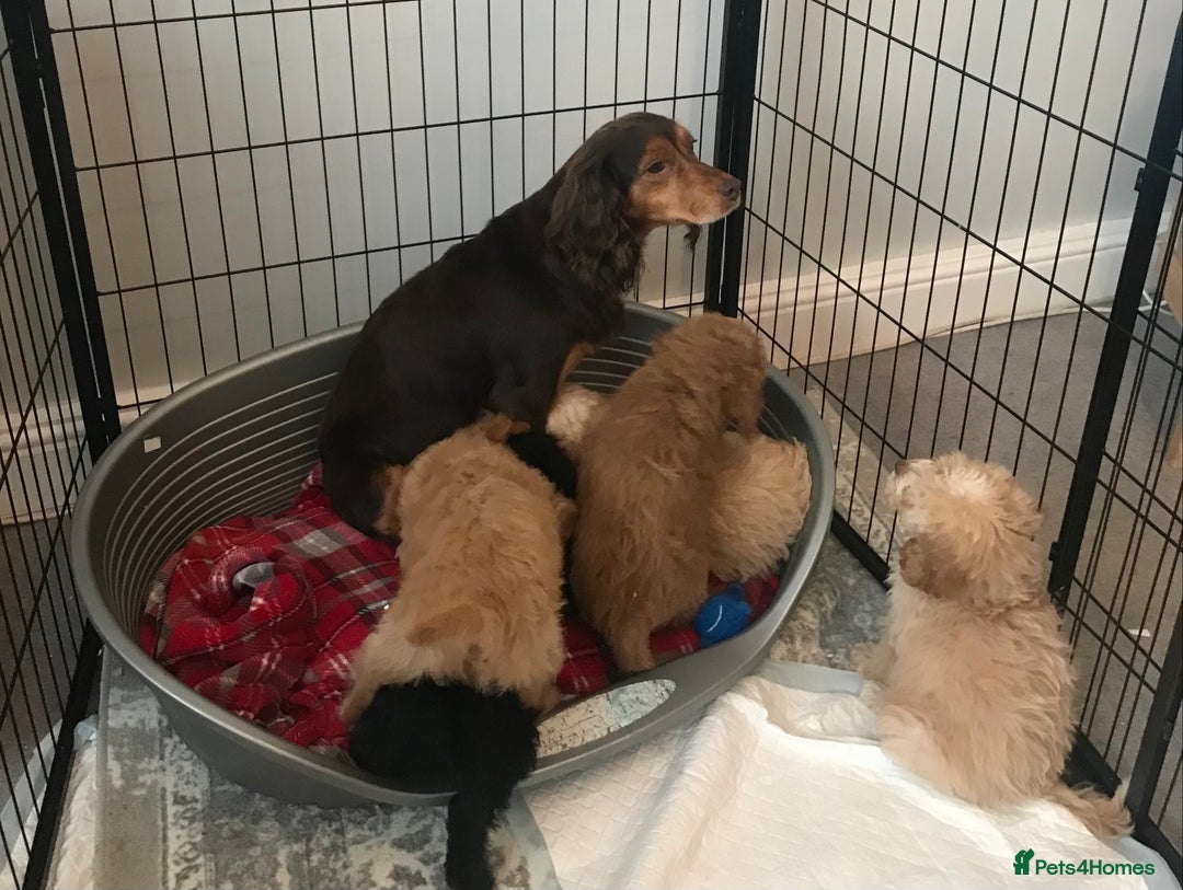 Cockapoo dogs for sale: 🐩🐶STUNNING F1 COCKAPOO PUPPIES🐶🐩 - Image 17