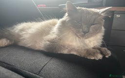 Ragdoll cats for sale: Ragdoll male  - Image 2