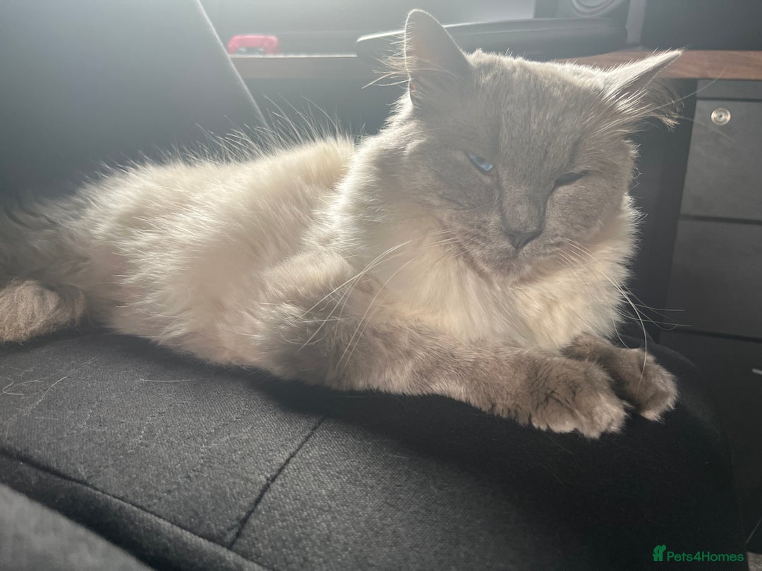 Ragdoll cats for sale: Ragdoll male  - Image 2