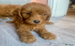 Cavapoo dogs for sale: RED CAVAPOO’S - Image 4