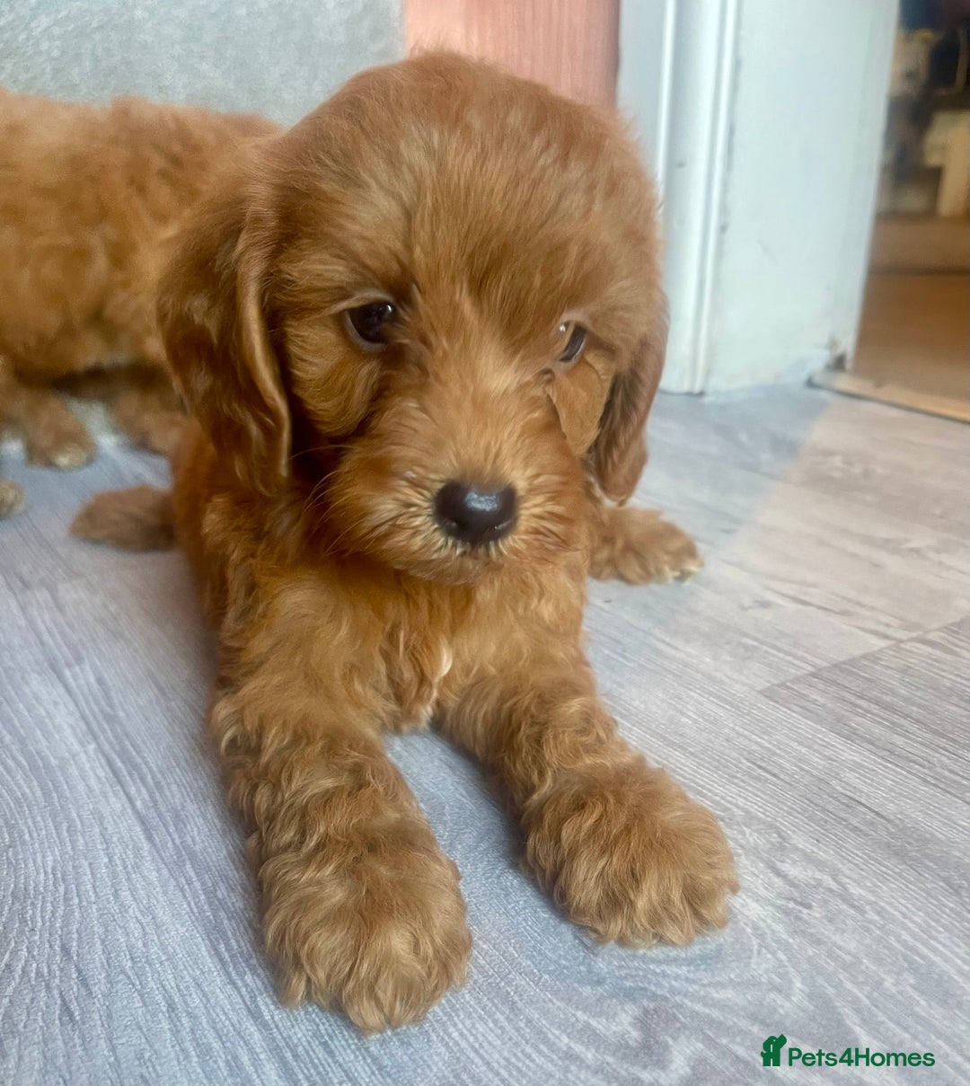 Cavapoo dogs for sale: RED CAVAPOO’S - Image 4