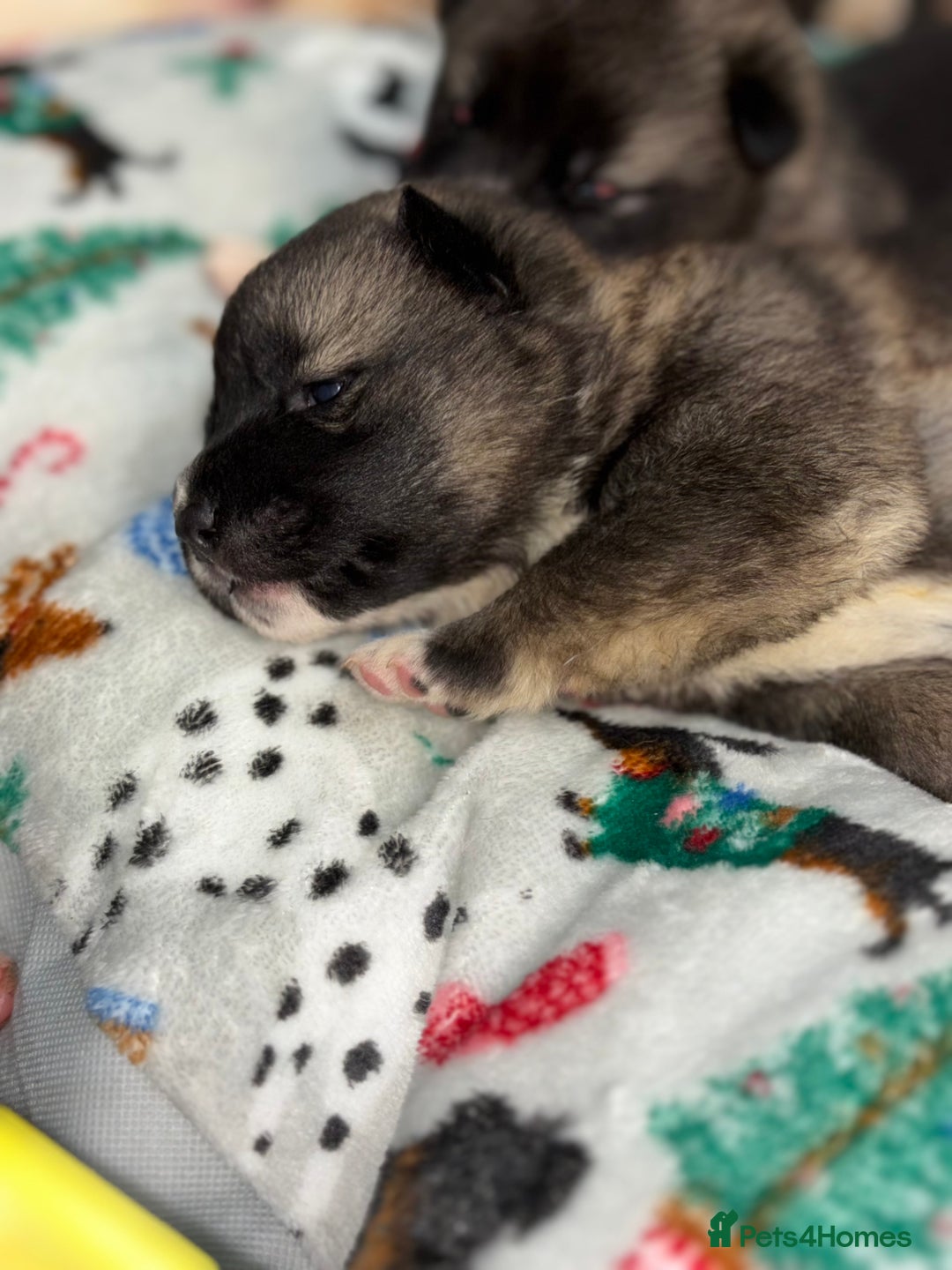 Huskita dogs for sale: american akuta X husky - Advert 5