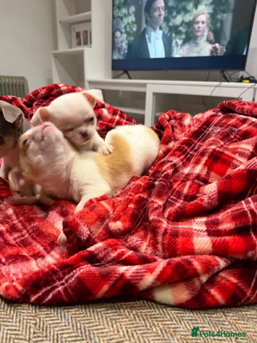 Chihuahua dogs for sale: KC registered chihuahua amazing green eyes  - Advert 8