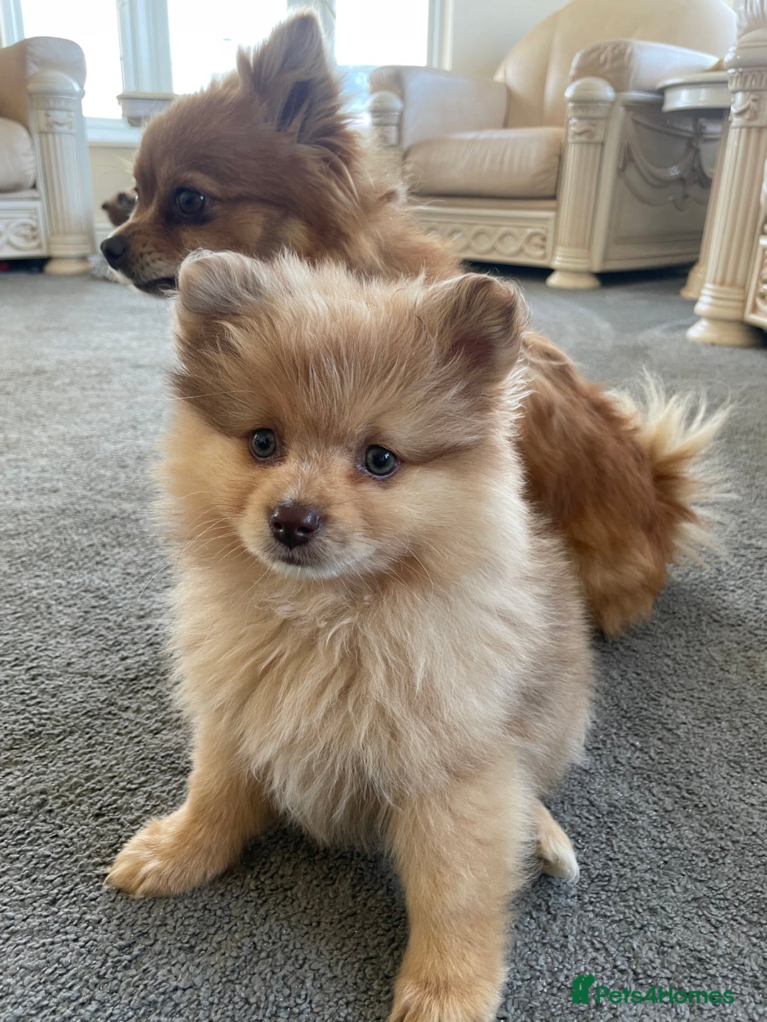 Pomeranian dogs for sale: Pomeranian puppy’s  - Image 1