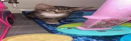 Mixed Breed cats for sale: Bengal mix - Advert 3