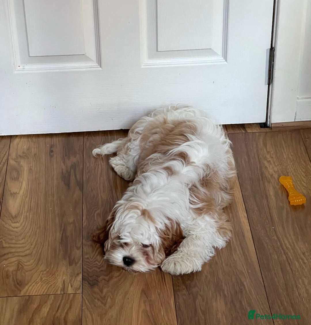 Cavapoo dogs for sale: Miniature Australian Cavadoodles - Image 17