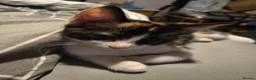 Domestic Shorthair cats for sale: 5 beautiful lovely kittens 🐾🐾 in Boston - Advert 32