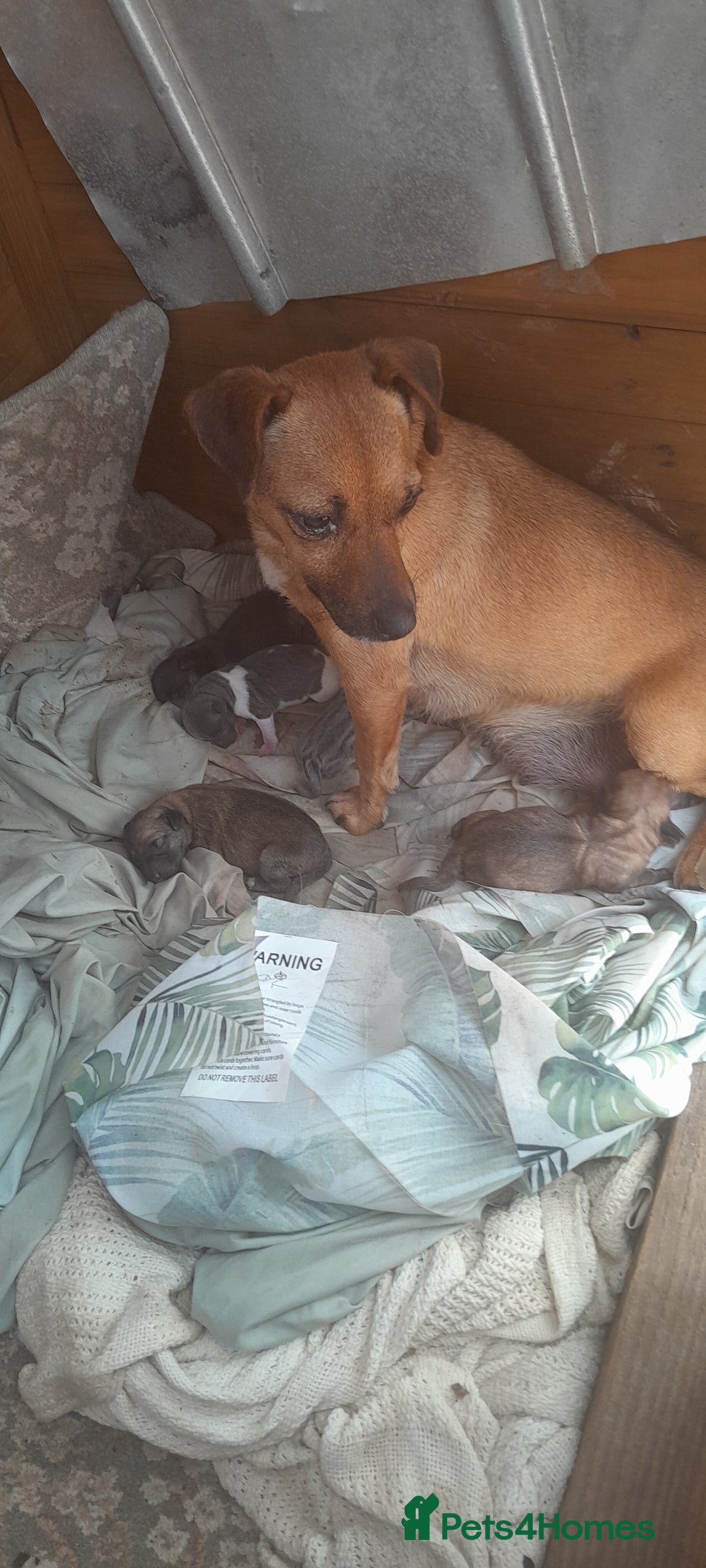 Jack Russell dogs for sale: Jack Russel puppy's for sale  - Image 6
